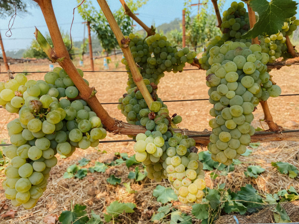 white wine grapes
