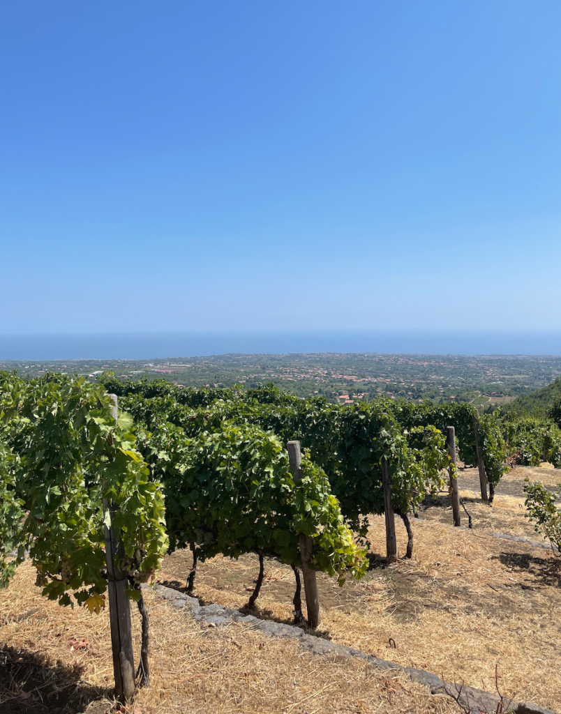 monte gorna vineyard sicily