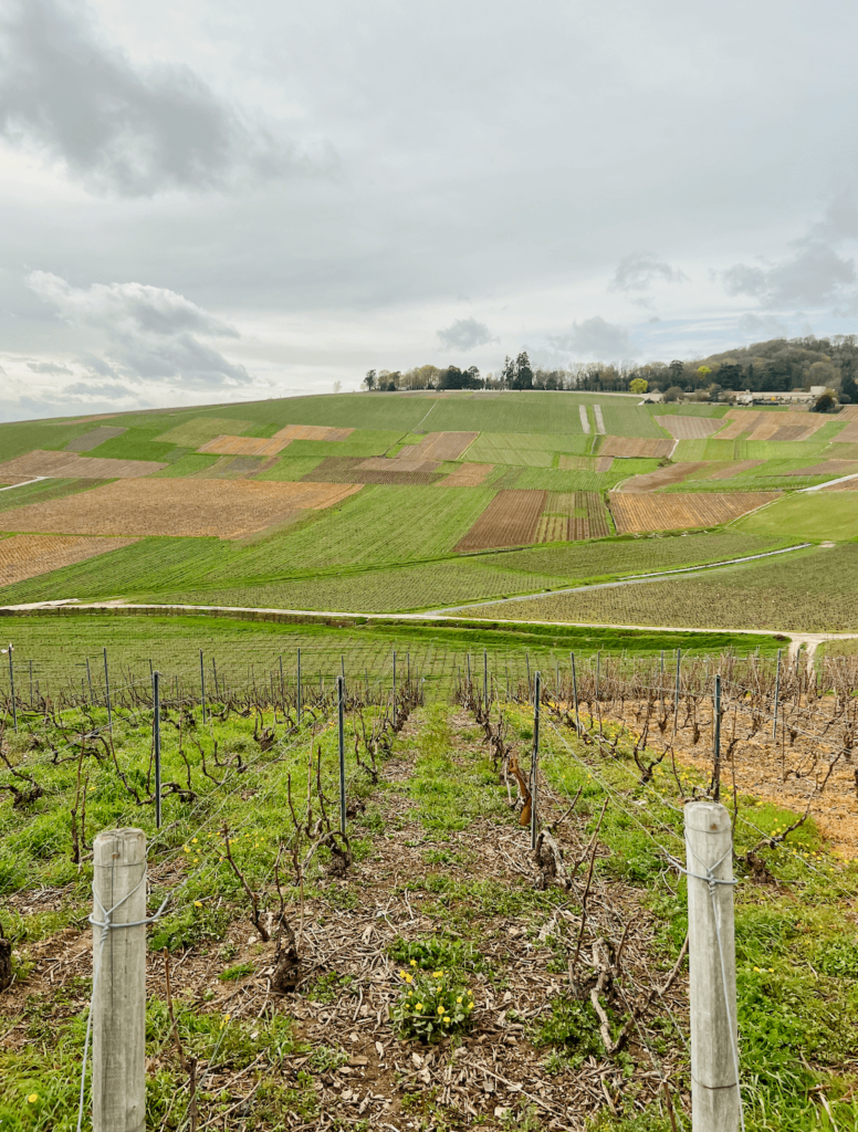 Montagne de Reims Wine Region in Champagne
