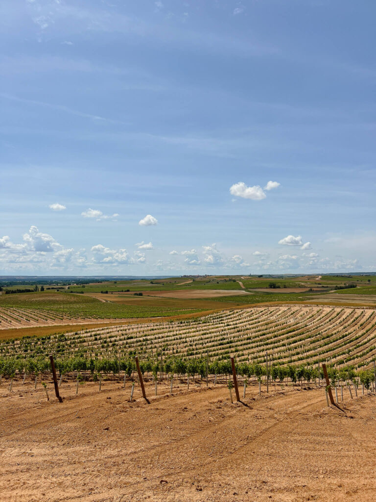 vineyards of ribera del duero