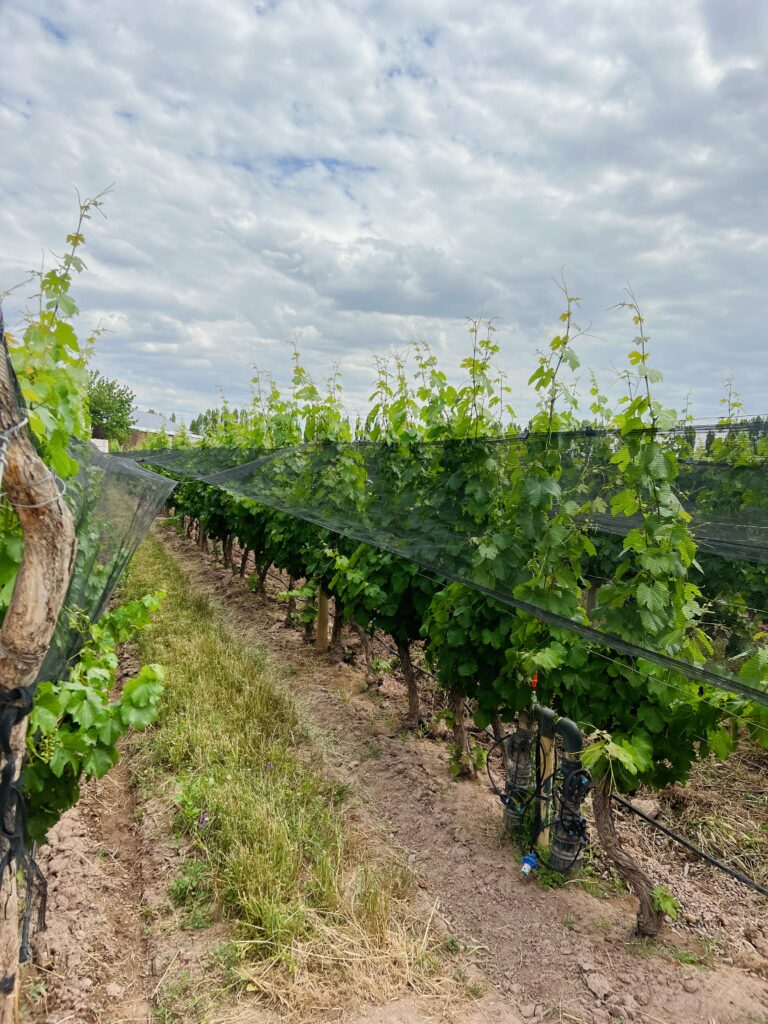 hail netting mendoza argentina vineyard