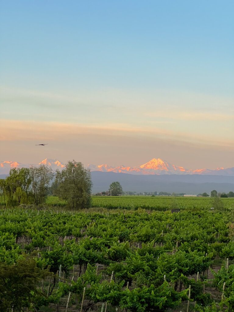 Vineyard and Andes views at Cavas Wine Lodge vineyard hotel